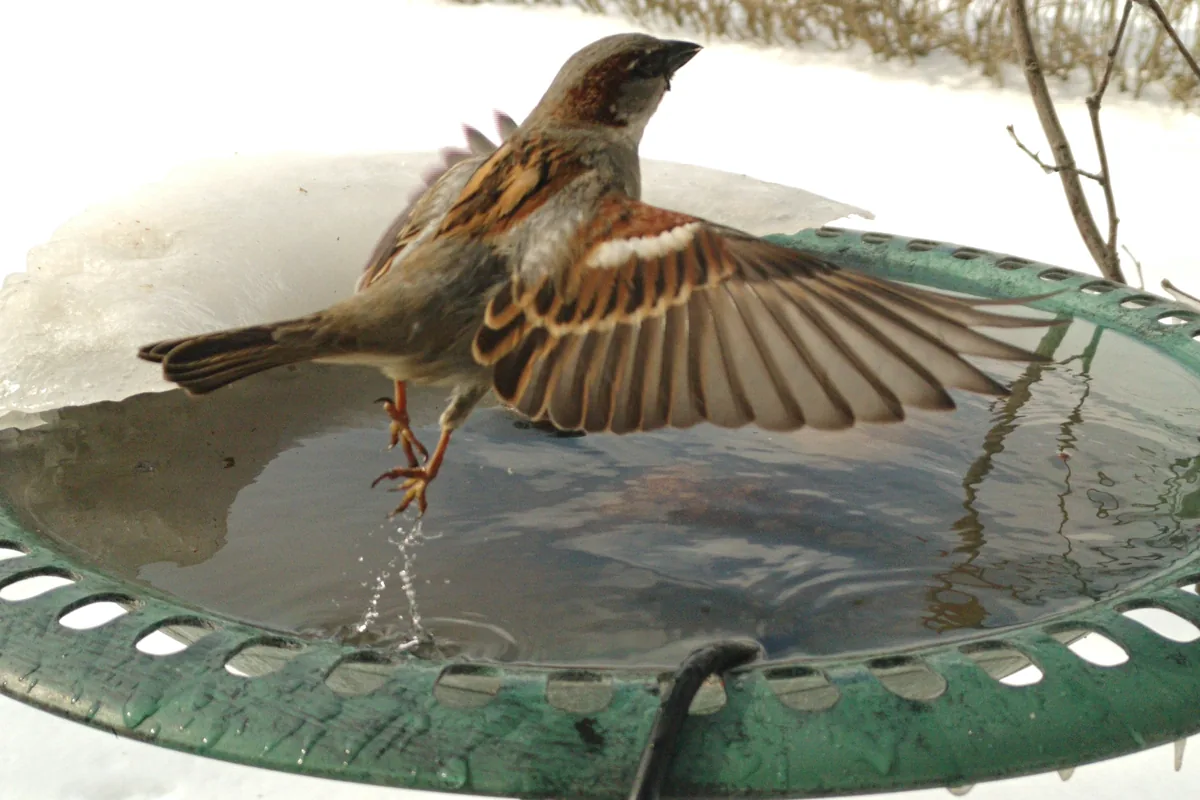 A House Sparrow spreads its wings above a green bird bath as droplets fall beneath it.