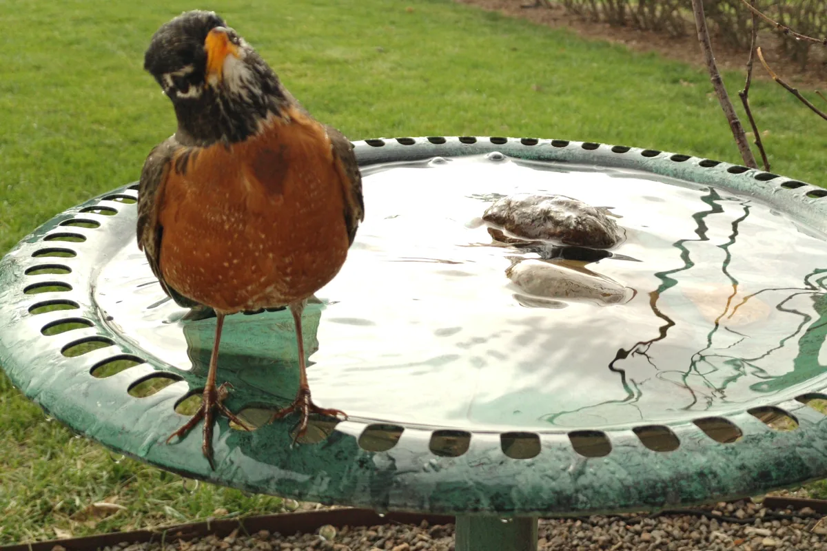 An American Robin tilts its head while standing on the rim of a green bird bath.