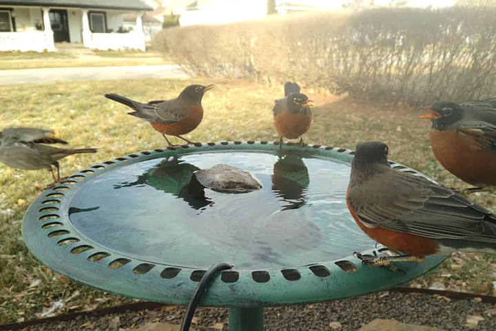 American Robin at the bird bath, Jan 12, 2026