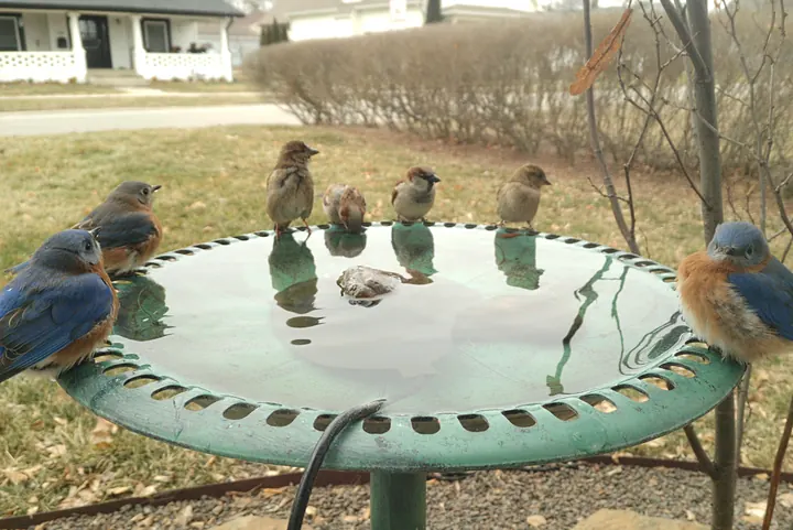 Birds at the backyard bird bath, Jan 18, 2026