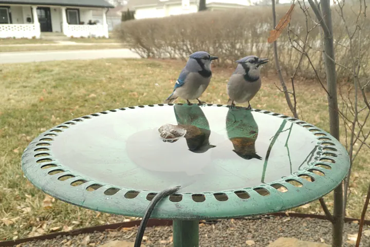 Birds at the backyard bird bath, Jan 18, 2026