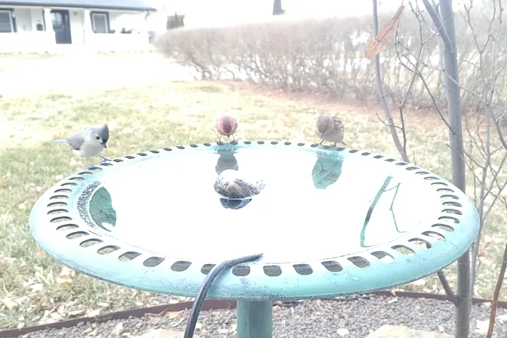Tufted Titmouse at the bird bath, Jan 18, 2026