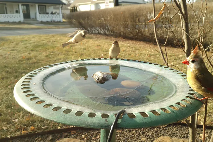 Birds at the backyard bird bath, Jan 23, 2026