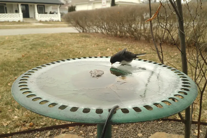 Birds at the backyard bird bath, Jan 24, 2026