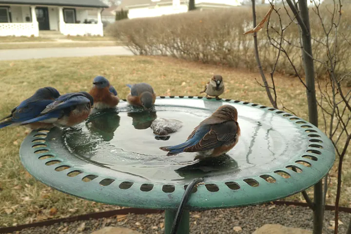 Birds at the backyard bird bath, Jan 24, 2026