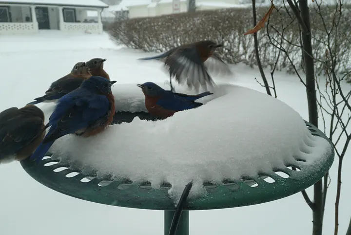 Birds at the backyard bird bath, Jan 25, 2026