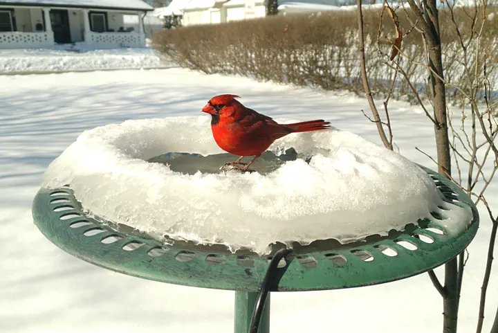 Birds at the backyard bird bath, Jan 27, 2026