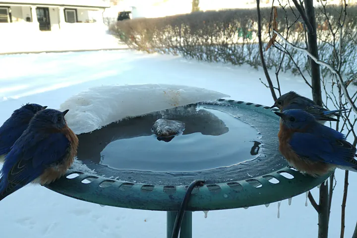 Birds at the backyard bird bath, Jan 30, 2026