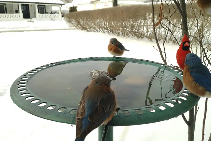 Birds at the backyard bird bath, Feb 1, 2026