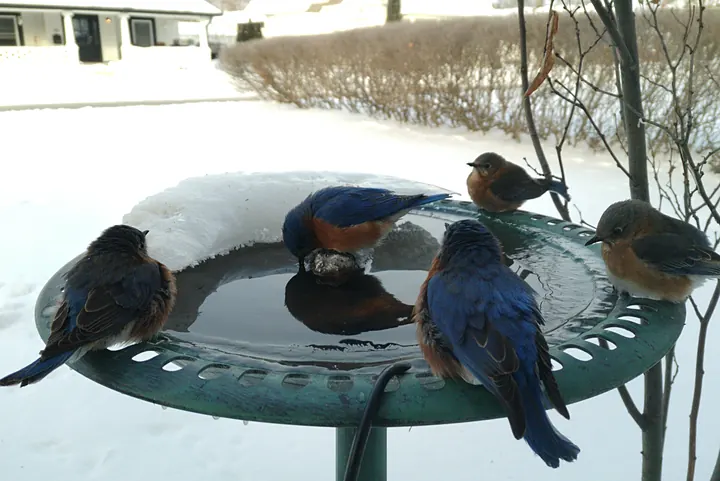 Birds at the backyard bird bath, Feb 1, 2026