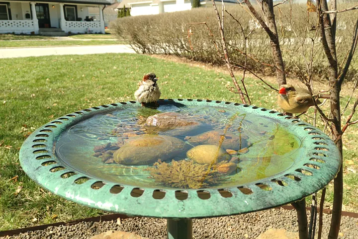 Birds at the backyard bird bath, Mar 9, 2026