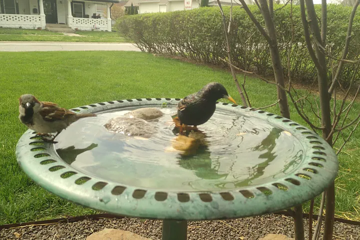 Birds at the backyard bird bath, Apr 15, 2026