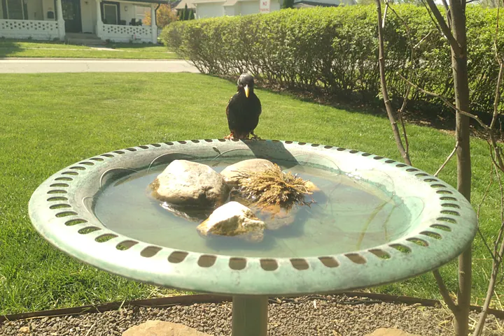 Birds at the backyard bird bath, Apr 22, 2026