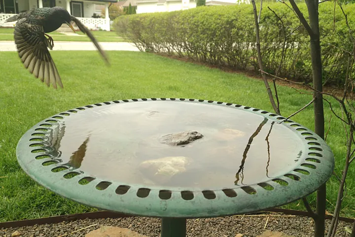 Birds at the backyard bird bath, May 6, 2026