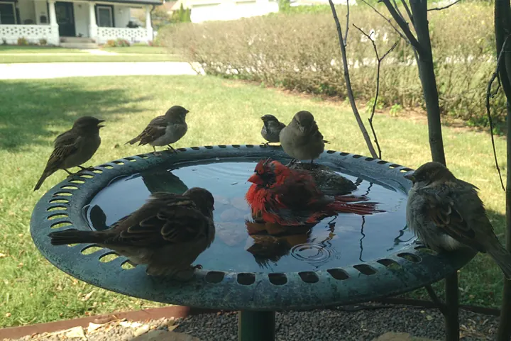 Birds at the backyard bird bath, Sep 16, 2026